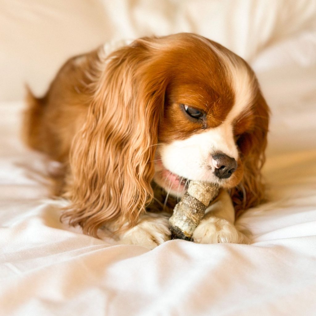 Cod Chews for Dogs