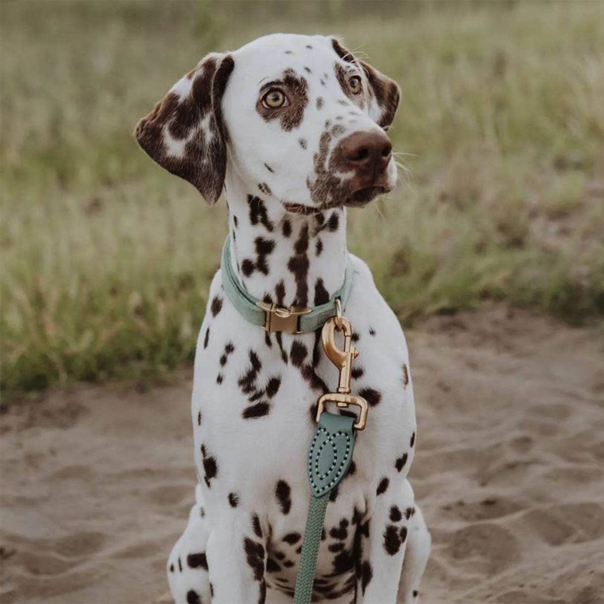 Leash made of polyamide and leather