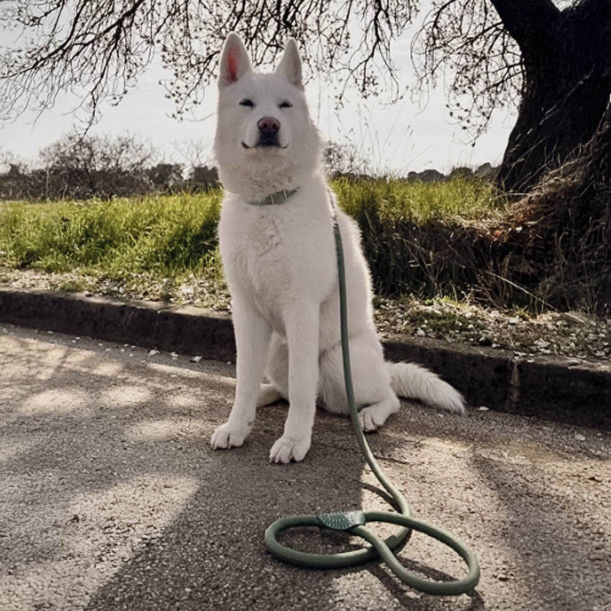 Leash made of polyamide and leather