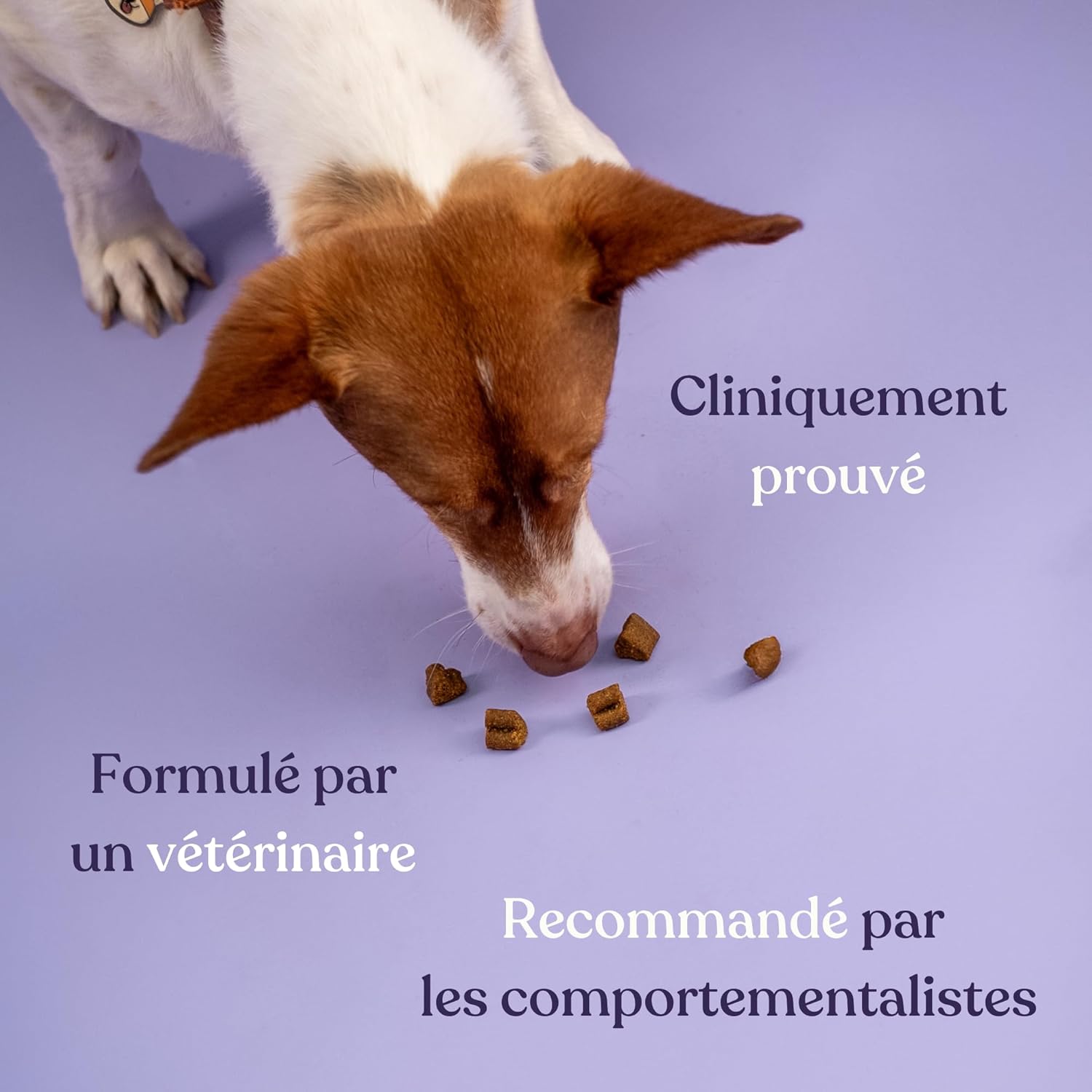 Anti-stress food supplement for dogs