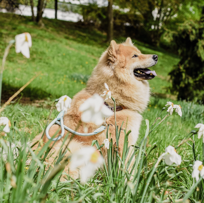 Leash made of polyamide and leather