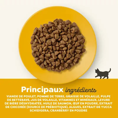 Chicken-flavored cat food for senior cats
