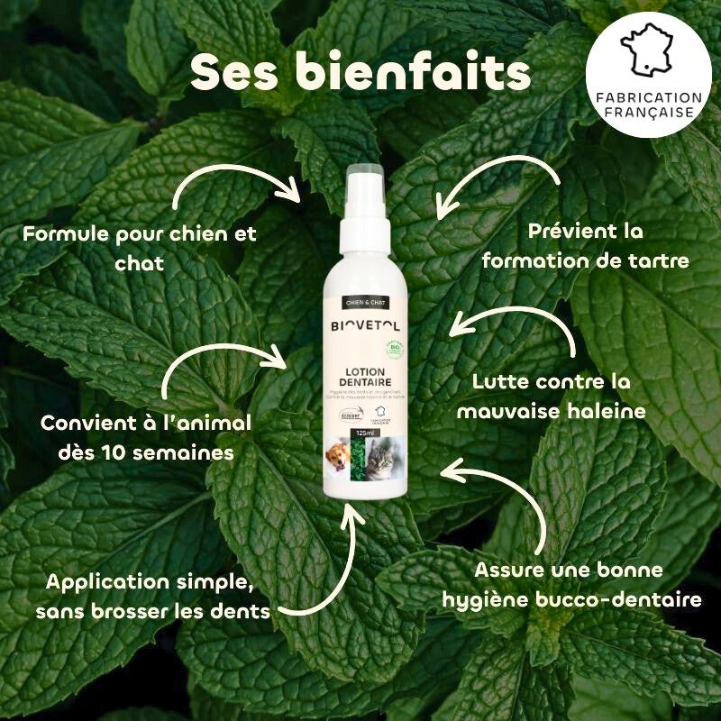 Dental lotion with organic plant-based active ingredients