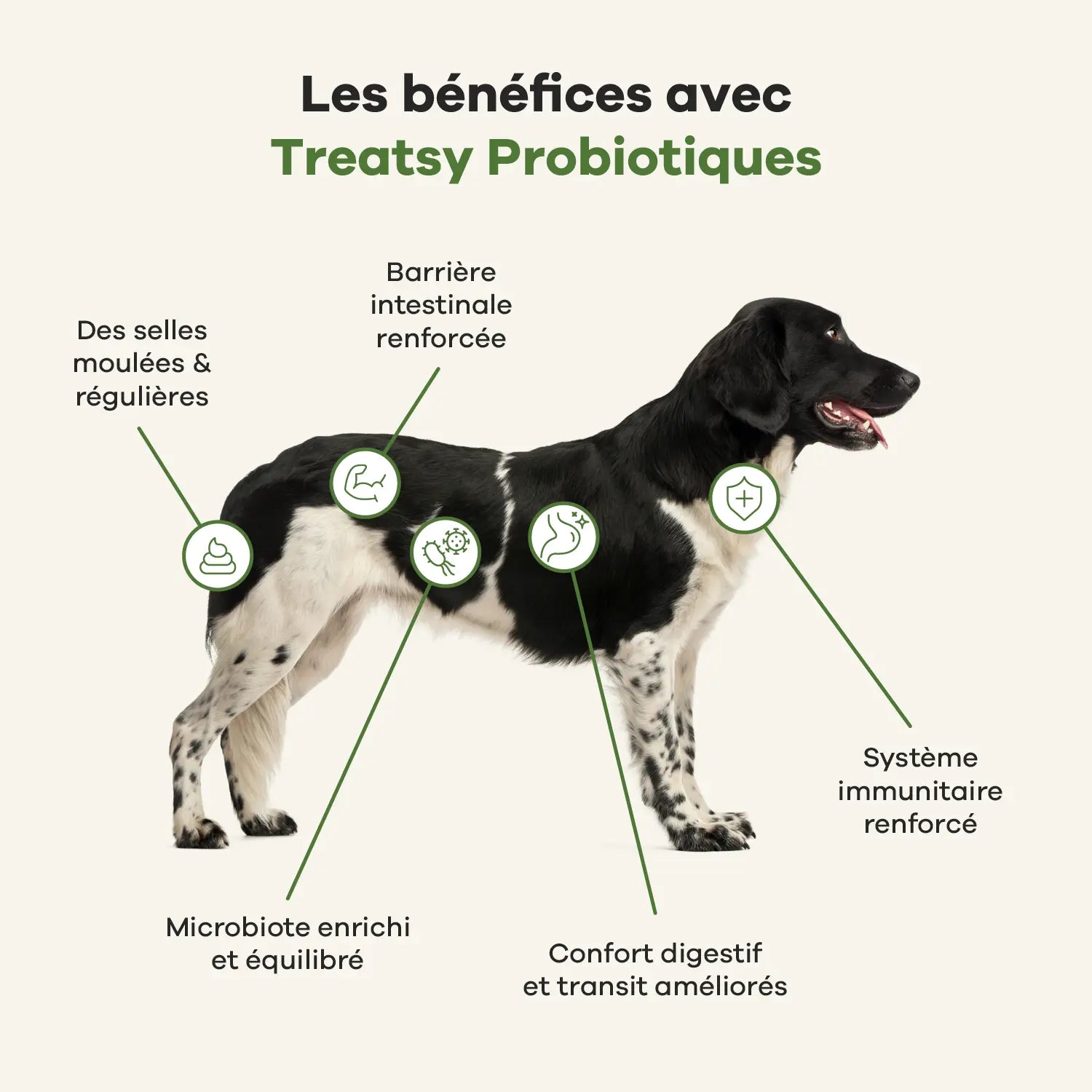 Probiotic food supplement for dogs