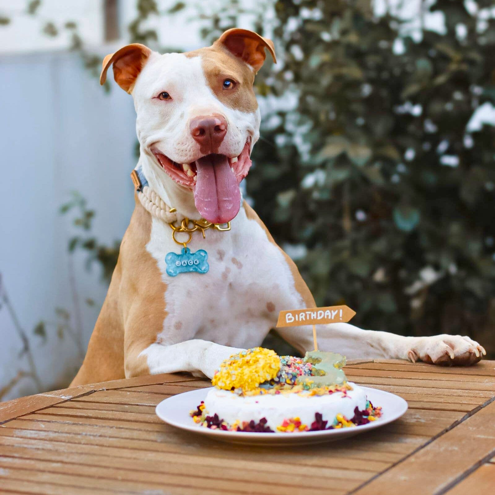 Krill cake kit for dogs (to bake)