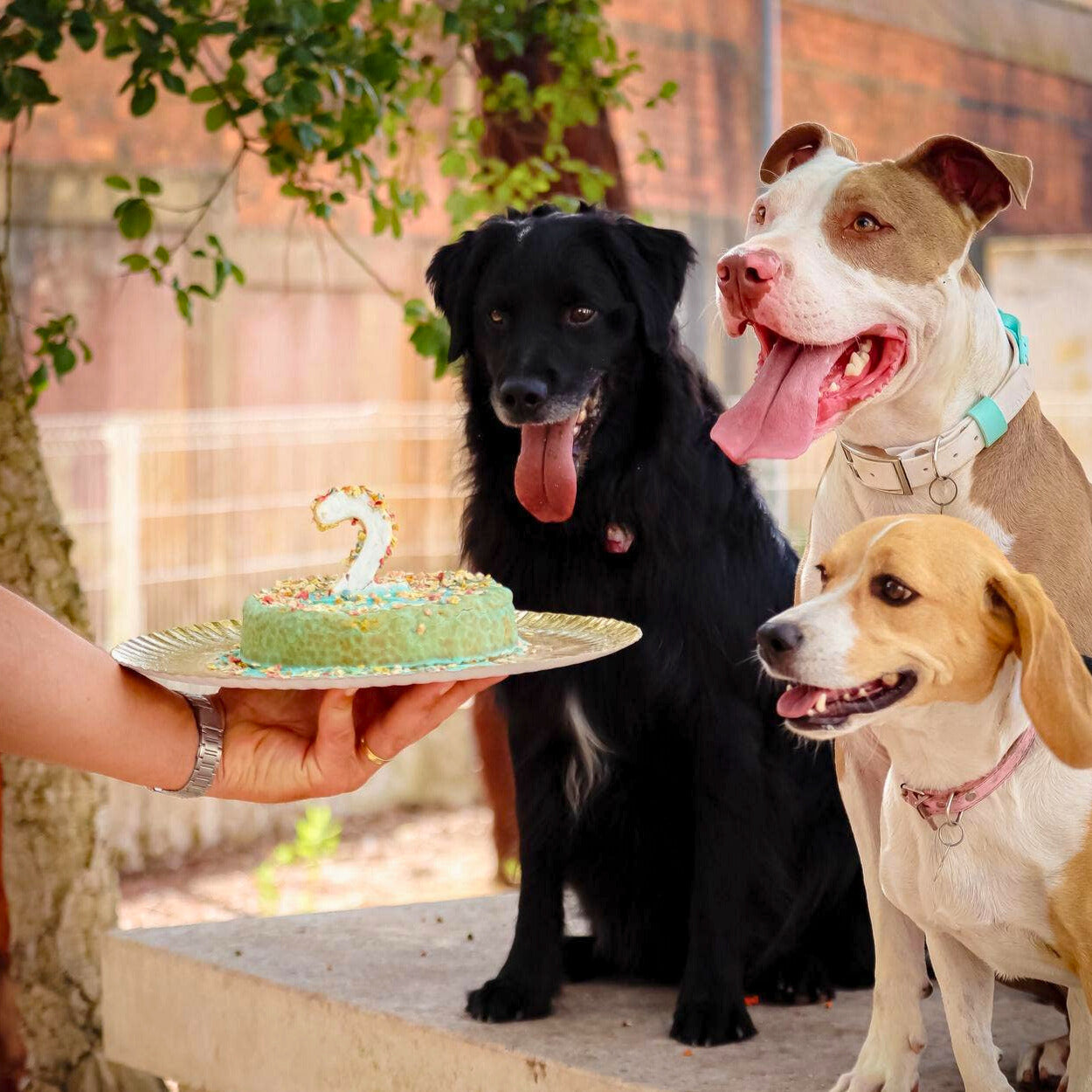 Krill cake kit for dogs (to bake)