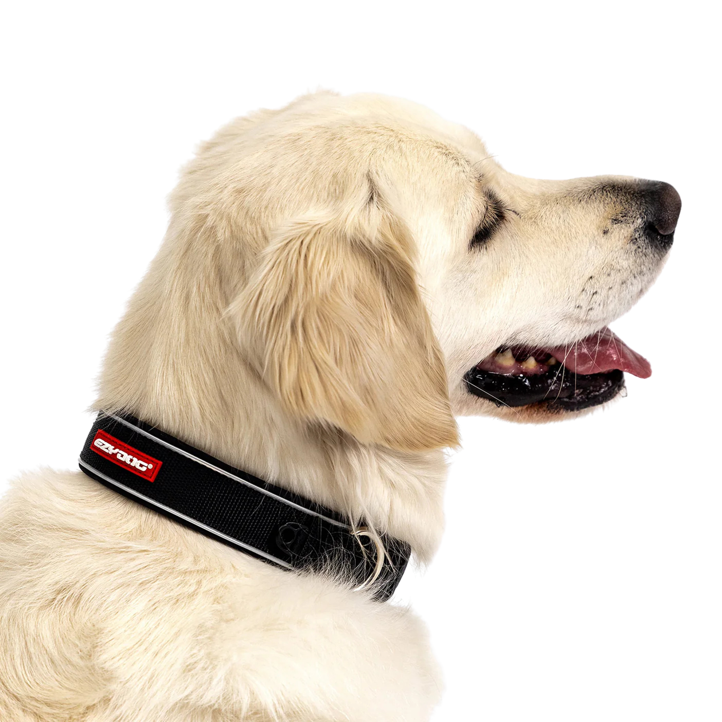 Collier Neo Classic en néoprène pour chiens