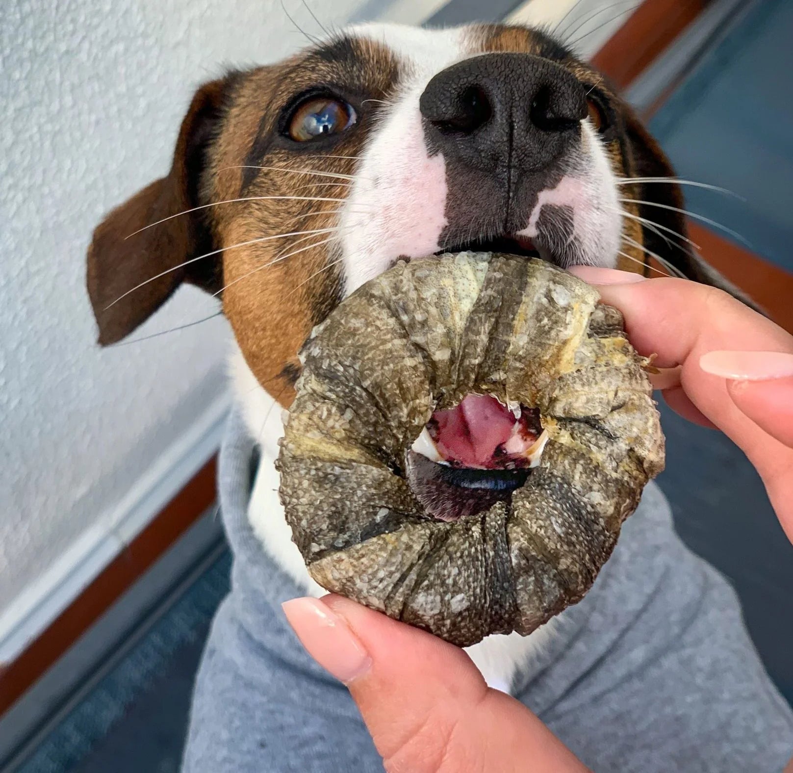 Cod Chews for Dogs