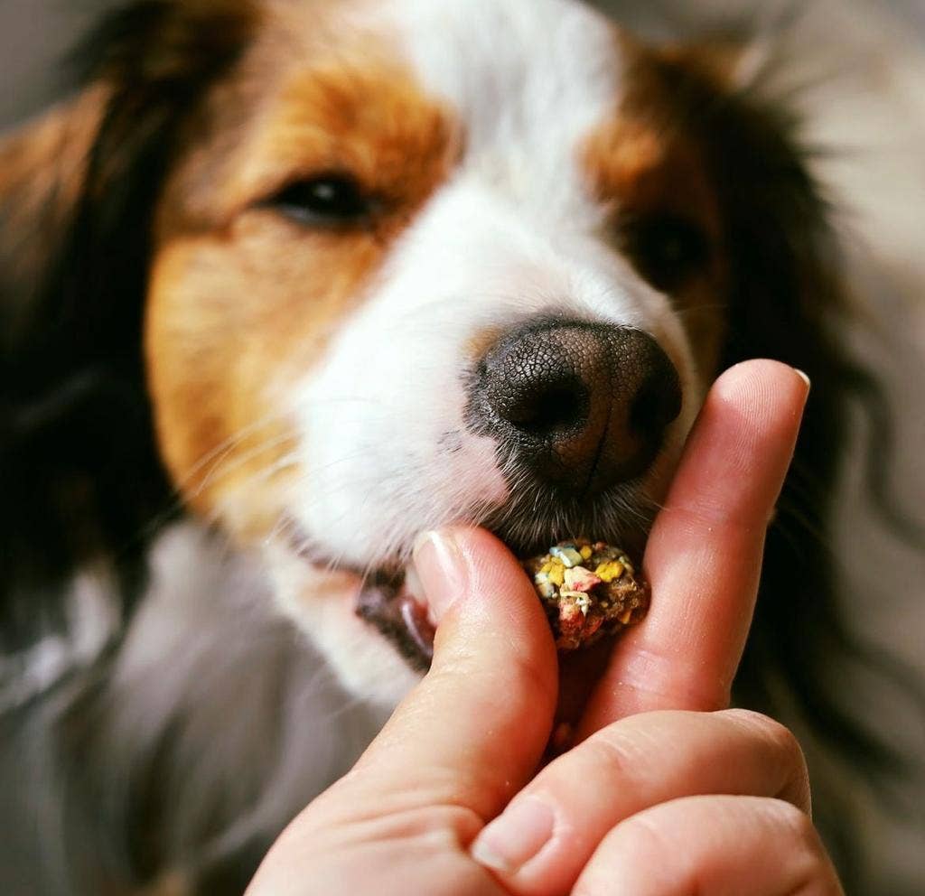 Crunchy Turkey and Sardine Treats for Dogs