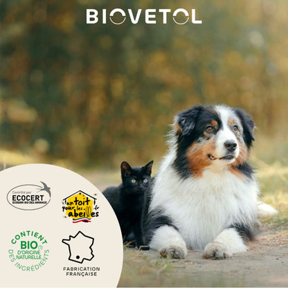 Dental lotion with organic plant-based active ingredients