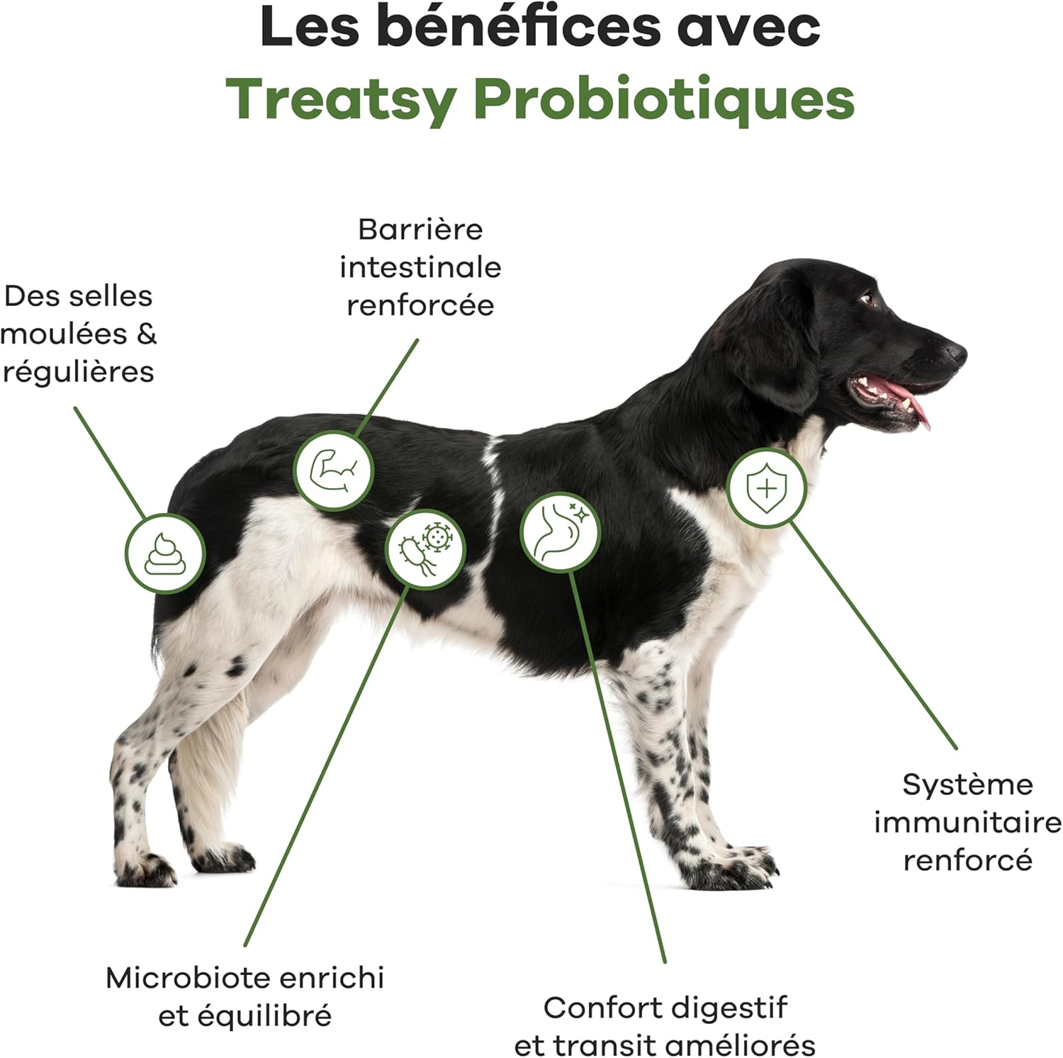 Chicken Probiotic Supplement for Dogs