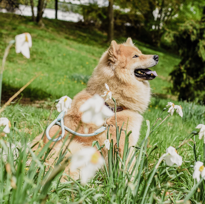 Leash made of polyamide and leather