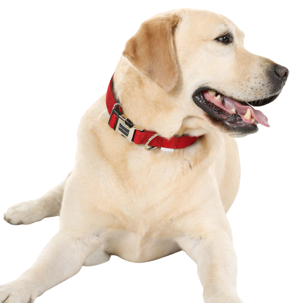 Adjustable Padded Dog Collar