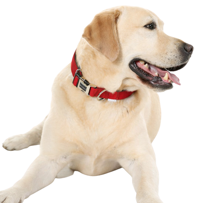 Adjustable Padded Dog Collar