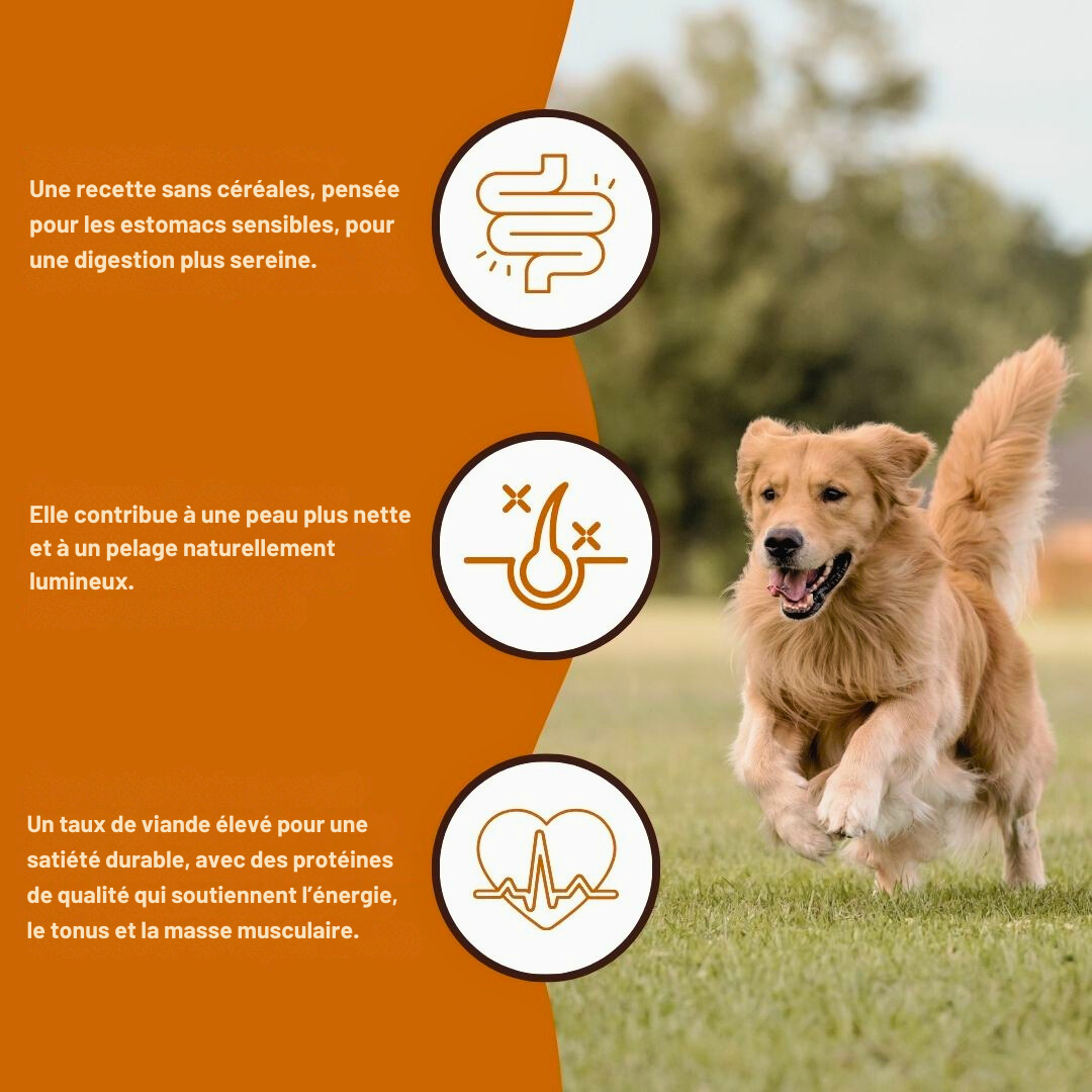 Angus Beef Croquettes for Adult Dogs