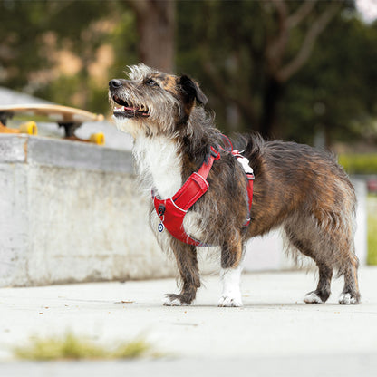 Red sports harness for dogs