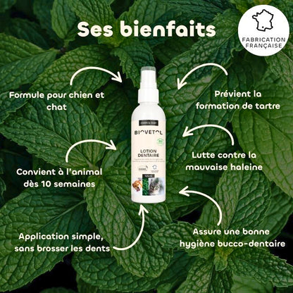 Dental lotion with organic plant-based active ingredients