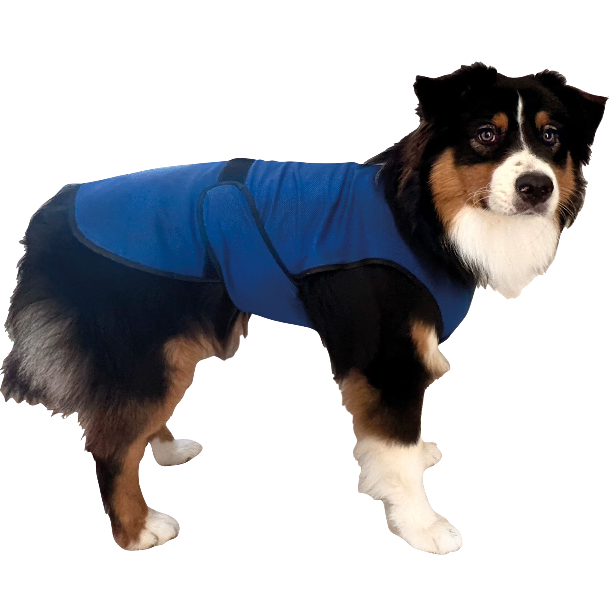 Cooling vest for dogs