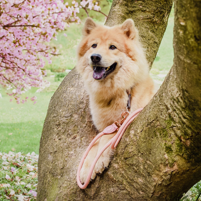 Leash made of polyamide and leather