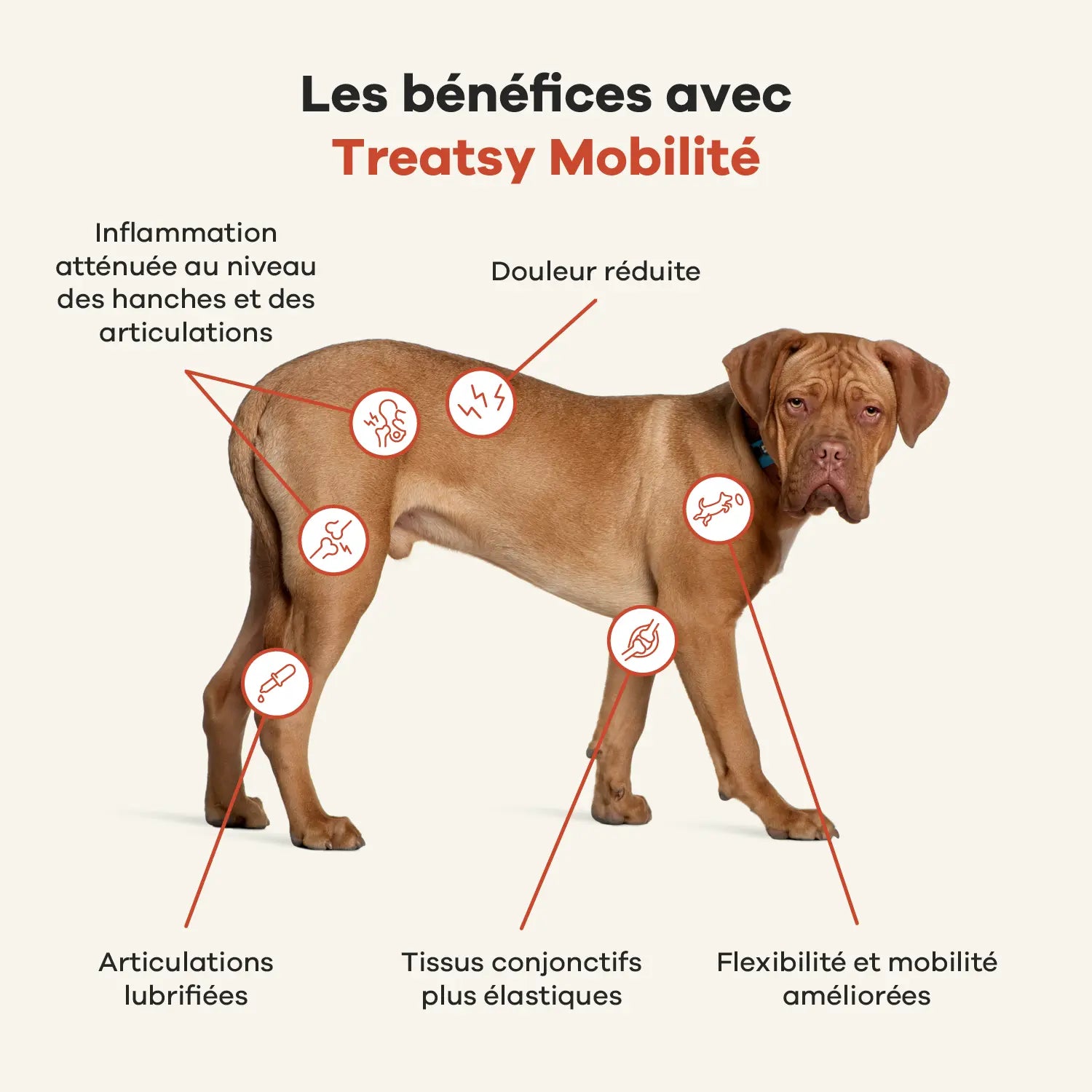 Mobility supplement for dogs