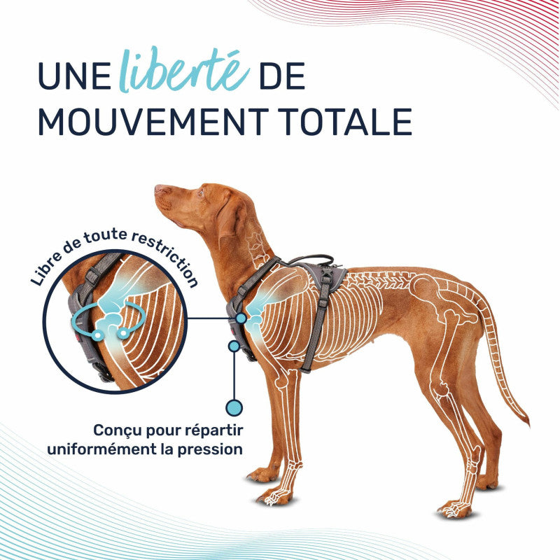 Harnais anatomique ajustable pour chiens
