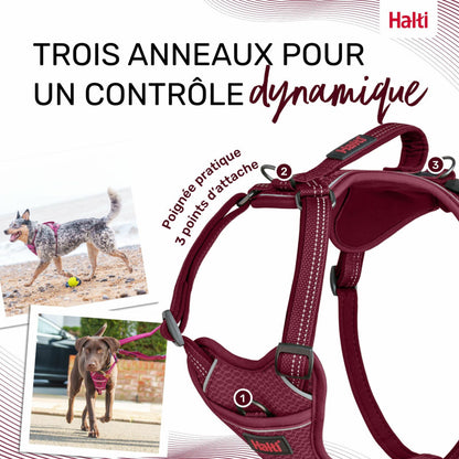 Harnais anatomique ajustable pour chiens