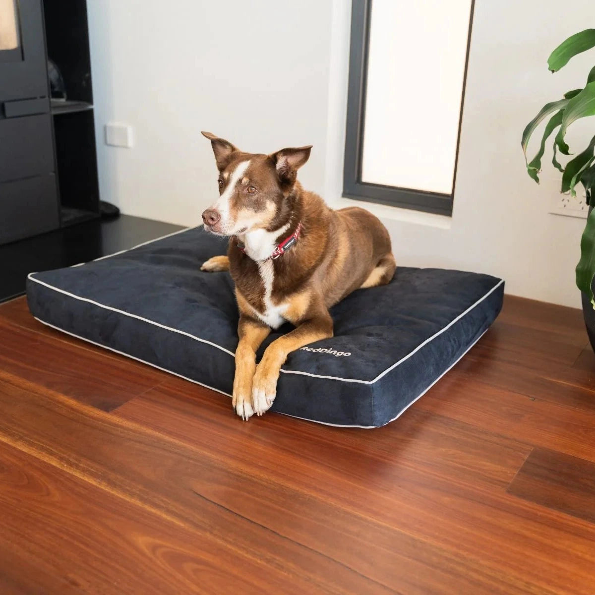 Soft, removable dog bed